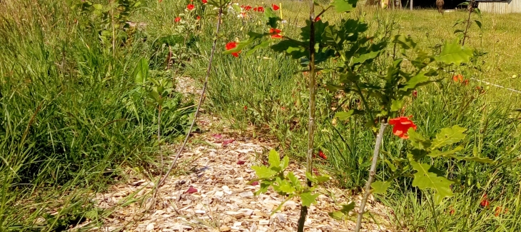Haie plantée récemment